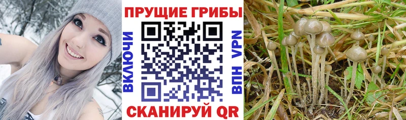 Галлюциногенные грибы Cubensis  Бакал 